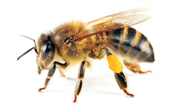 control de abejas
