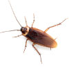 cucaracha-americana-mini