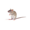 Control de plagas - Ratón común