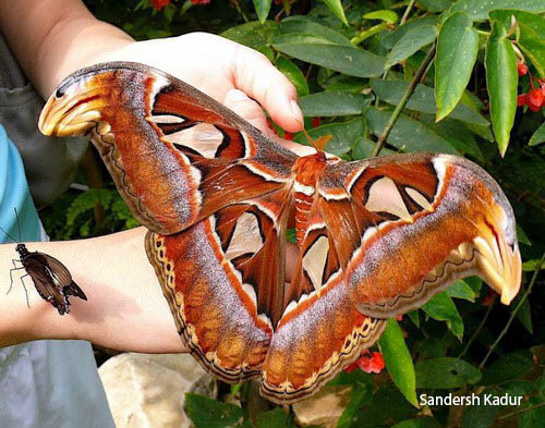 mariposa-atlas- El fotógrafo Sandersh Kadur