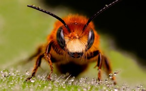 Al percatarte de que esta plaga está invadiendo tu hogar la mejor decisión es contactar con Ant Control de Plagas para eliminarlas de inmediato