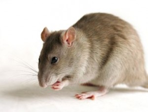 Las plagas de ratones y ratas son capaces de transmitir una serie de enfermedades, por lo que resulta necesario eliminarlas de inmediato