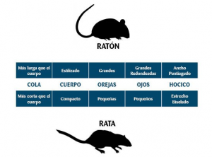 La principal diferencia entre un ratón y una rata, es que ésta última es más grande
