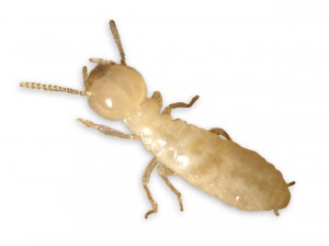 Las termitas subterráneas se alimentan de madera y otras materiales celulosos