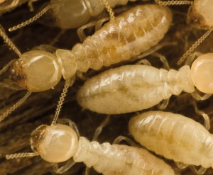 Las termitas pueden atacar tus piezas de madera y dejarlas totalmente huecas