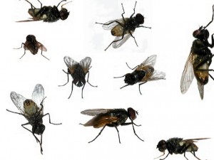 La mosca se encuadra dentro del orden de insectos dípteros, que implica que cuentan solamente con dos alas