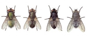 Las moscas están implicadas en la transmisión de enfermedades infecciosas como la disentería, el cólera, y la fiebre tifoidea 