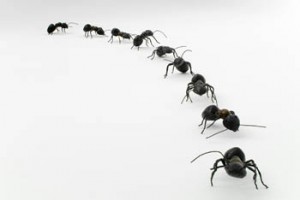 Al encontrar alimento, las hormigas van dejando feromonas en el camino, lo cual permite al resto de la colonia guiarse hasta el lugar, este se conoce como "camino de aroma"