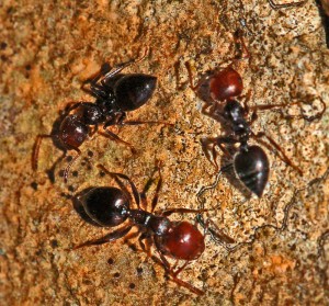 Este tipo de hormigas son además, muy molestas para los peladores, dada su agresividad y dolorosa picadura.
