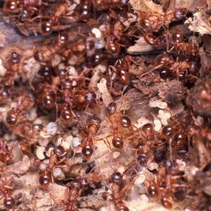Las plagas de hormigas son las más comunes en España, pueden acabar con tu jardín y además invadir tu comida