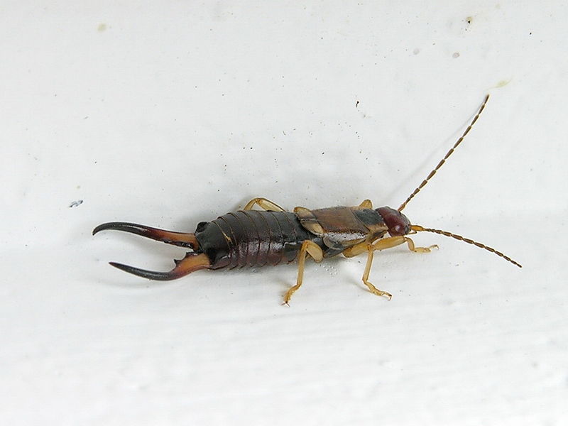 Tijeretas: una plaga puede aparecer en cualquier lugar de su | Ant Control plagas en Majadahonda Madrid