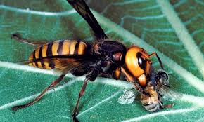 Es común verlo alimentarse de abejas, moscas y otros insectos de tamaño similar
