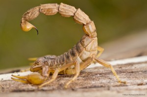 escorpion amarillo