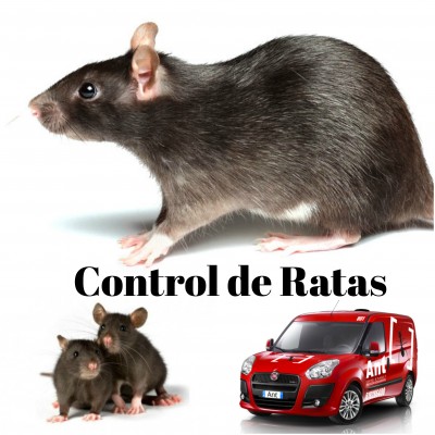 control de ratas