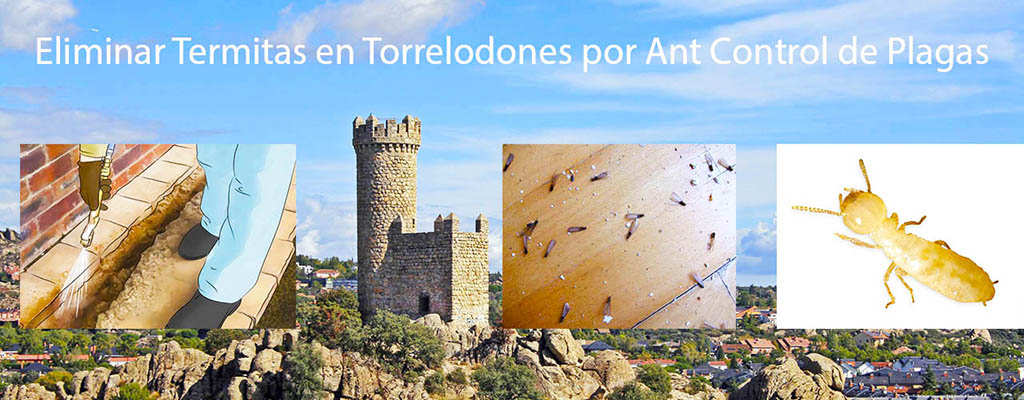 Eliminar termitas en Torrelodones por AntControl de Plagas