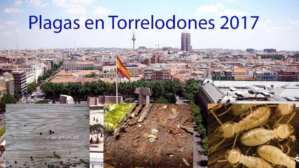 Plagas en Torrelodones 2017