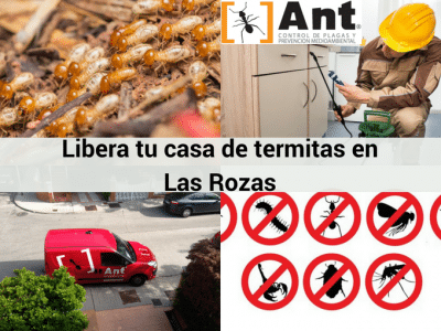Contra Ant Control de Plagas en Las Rozas