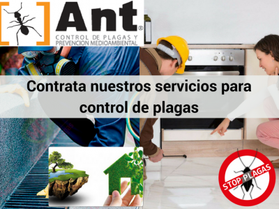 Ant Control de Plagas