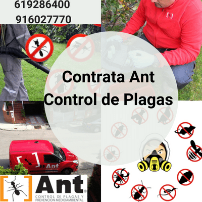 Contrata Ant Control de Plagas