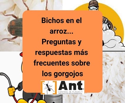 Bichos en el arroz... Preguntas y respuestas más frecuentes sobre los gorgojos