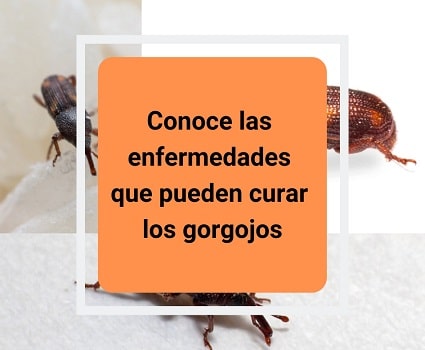 Conoce las enfermedades que pueden curar los gorgojos