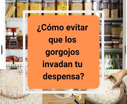 ¿Cómo evitar que los gorgojos invadan tu despensa?