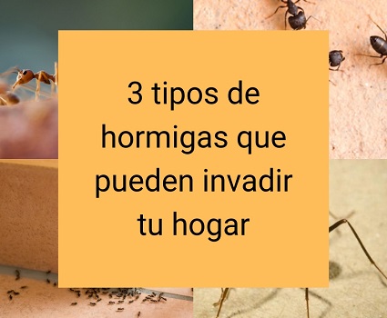 3 tipos de hormigas que pueden invadir tu hogar