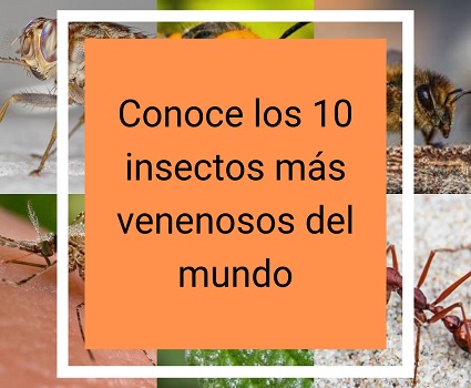 Conoce los 10 insectos más venenosos del mundo