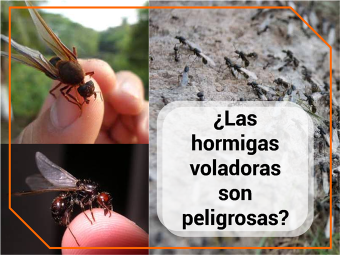 ¿Las hormigas voladoras son peligrosas?