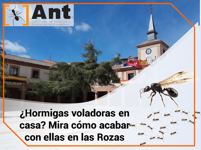 ¿Hormigas voladoras en casa? Mira cómo acabar con ellas en las Rozas