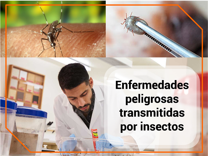 Enfermedades peligrosas transmitidas por insectos