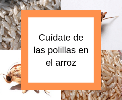 Cuídate de las polillas en el arroz