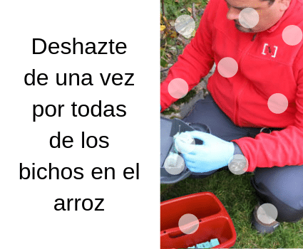 Deshazte de una vez por todas de los bichos en el arroz