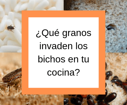 Entérate qué granos invaden los bichos en tu cocina