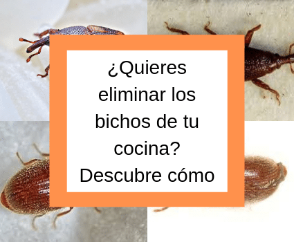 ¿Quieres eliminar los bichos de tu cocina_ Descubre cómo